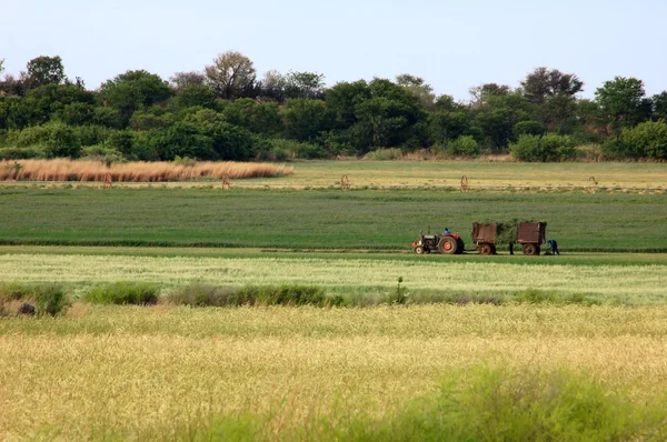Afrikanischer Bauernhof lizenzfreie Stockfotos
