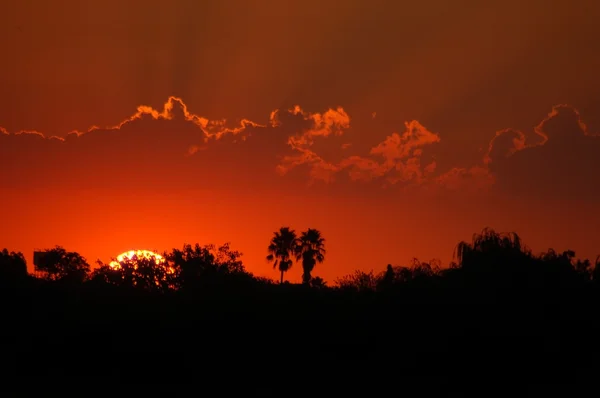 Gün batımı palmiye ağaçları — Stok fotoğraf