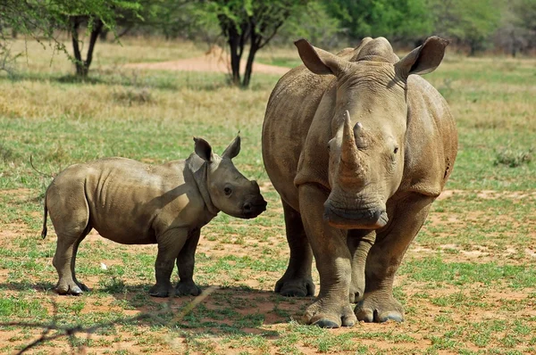 África Cinco Grandes: Rinoceronte Blanco — Foto de Stock
