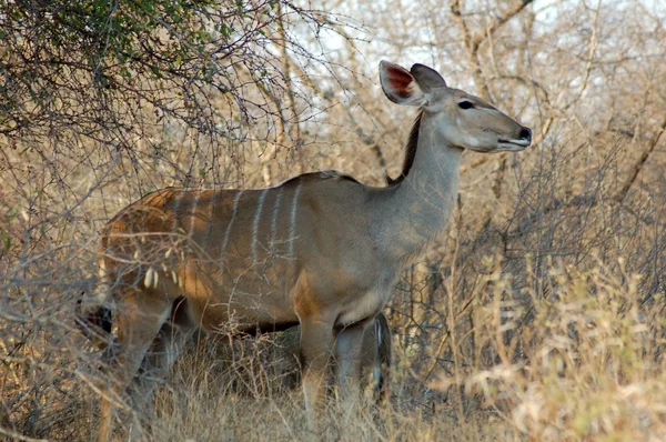 Antilope du Kudu — Photo