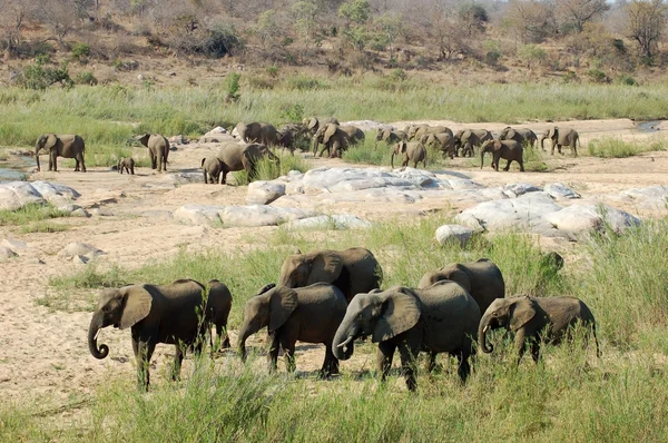 Herd van Afrikaanse olifanten — Stockfoto