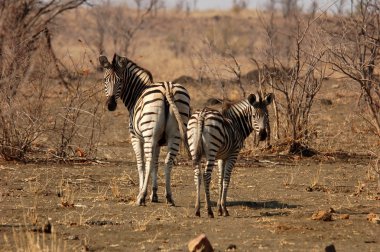 Burchell's Zebra in Africa clipart