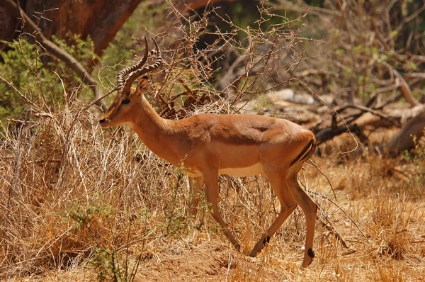 Afrikanische Tierwelt: Impala — Stockfoto