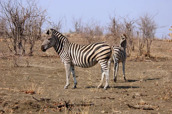 Zebra Burchella w Afryce — Zdjęcie stockowe