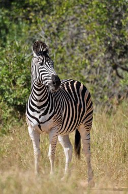 Burchell's Zebra in Africa clipart