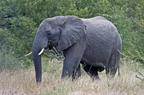 Afrika fili — Stok fotoğraf