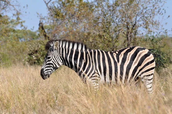 Burchells Zebra i Afrika — Stockfoto