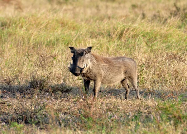 非洲野生动物: 疣猪 — 图库照片