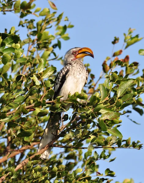 Southern Yellowbilled Hornbill — Stock Photo, Image