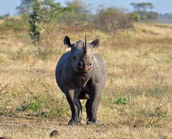 Afrika Big Five: Spitzmaulnashorn lizenzfreie Stockbilder