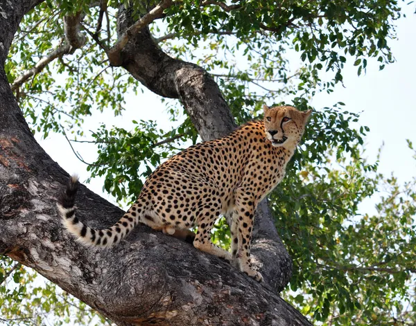 Wilde dieren en planten in Afrika: Cheetah Stockfoto