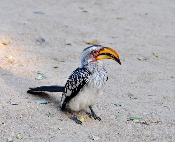 Sørlige Yellowfakturerte Hornbill – stockfoto