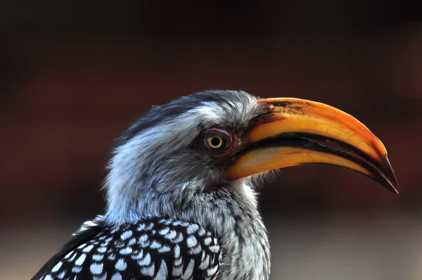 Meridionale ingiallito Hornbill — Foto Stock