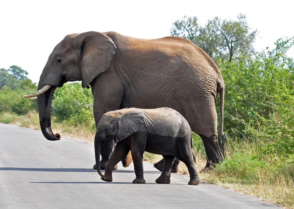 Afrikaanse olifant en kalf Rechtenvrije Stockfoto's