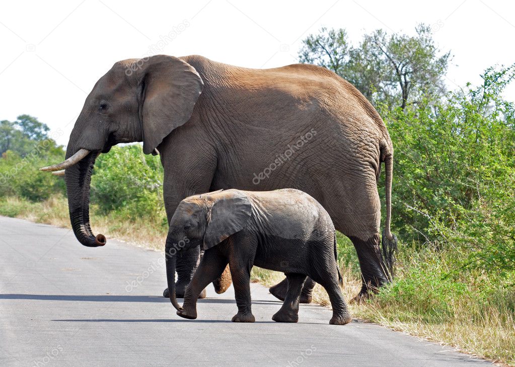 African Elephant and calf