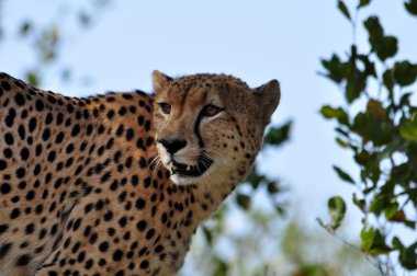 Afrika 'da vahşi yaşam: Çita