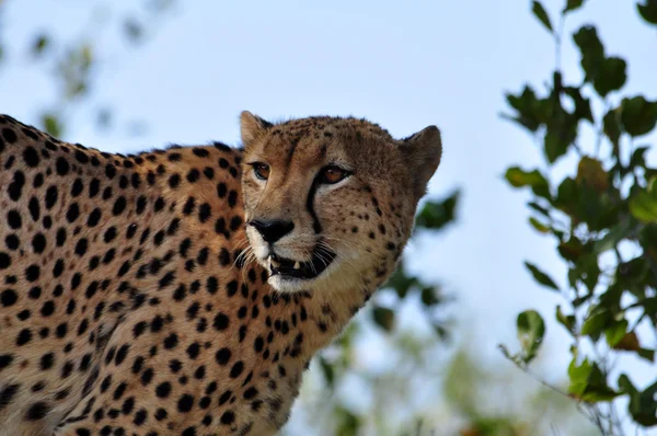 Дика природа Африки: гепард. — стокове фото