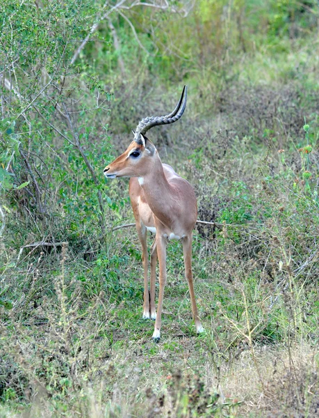 Afrique Faune et flore sauvages : Impala — Photo