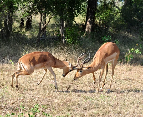 Fauna de África: Impala luchar — Foto de Stock