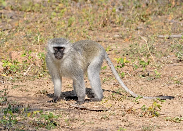 Monyet vervet — Stok Foto