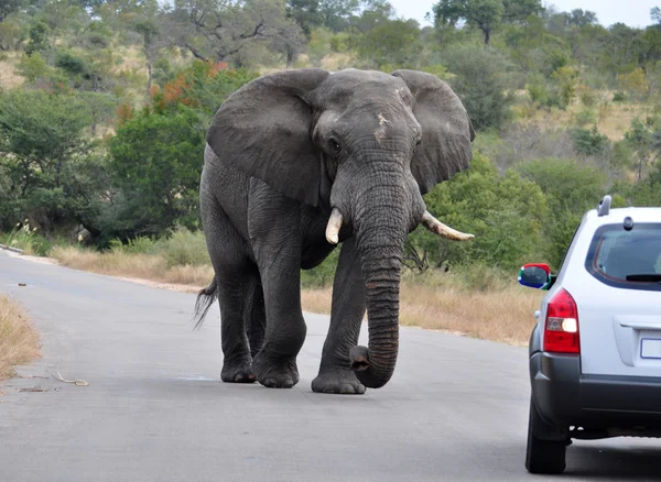 Αφρικανικός ελέφαντας Royalty Free Φωτογραφίες Αρχείου