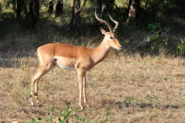 Afrikanische Tierwelt: Impala lizenzfreie Stockfotos