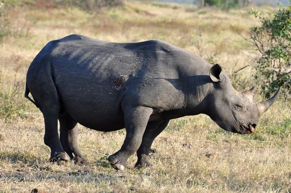 África Cinco Grandes: Rinoceronte Negro —  Fotos de Stock