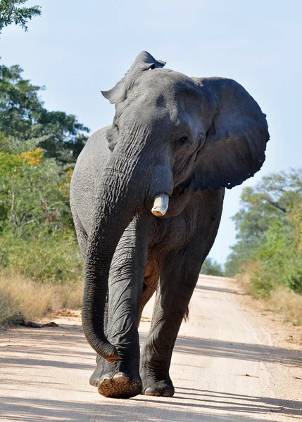 stock image African Elephant