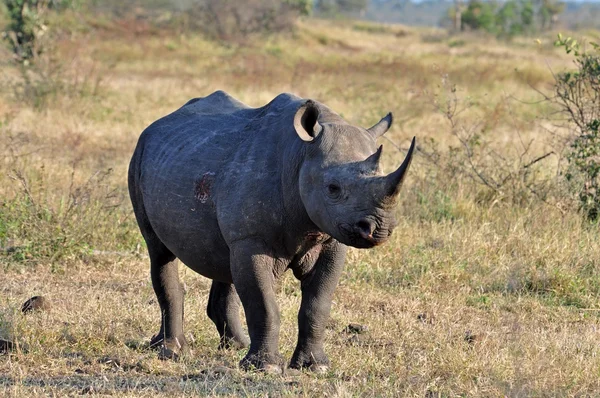 Африка великої п'ятірки: Чорний носоріг — стокове фото