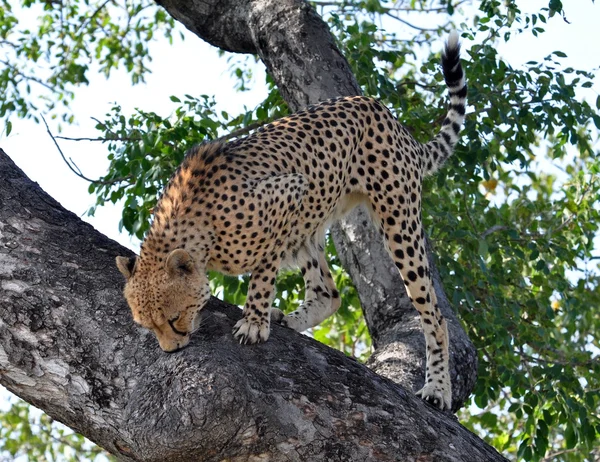 Wilde dieren en planten in Afrika: Cheetah Stockafbeelding