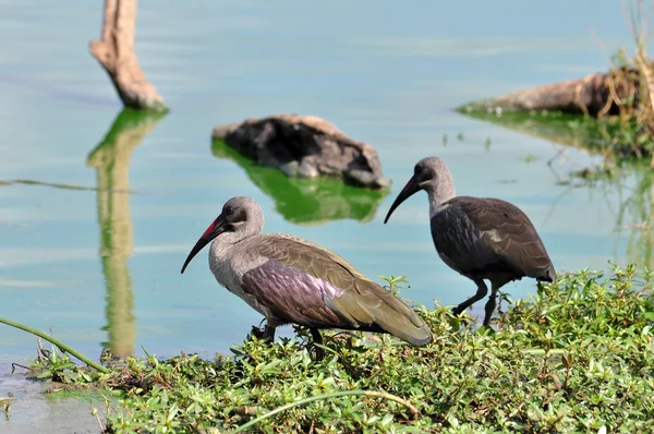 Hotel ibis Hadida — Foto de Stock