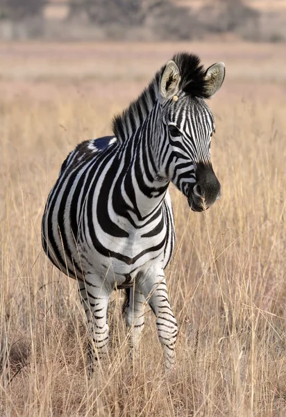 Burchell 'in Zebra' sı Afrika 'da — Stok fotoğraf