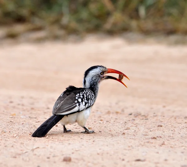 Hornbill redbilled — Fotografia de Stock