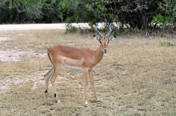 África Vida silvestre: Impala — Foto de Stock