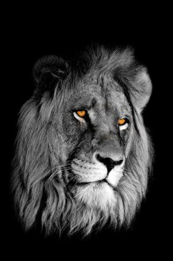 African lion portrait clipart