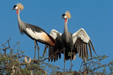 Crowned cranes clipart