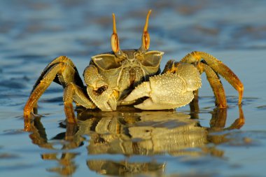 Ghost crab clipart