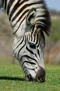 Grazing Zebra clipart