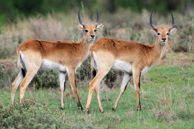 Kırmızı lechwe antilop