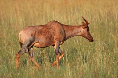 Tsessebe antelope clipart