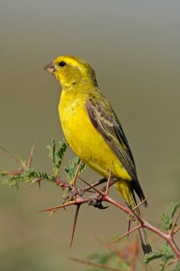Yellow canary clipart