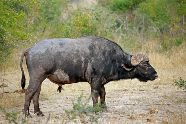 African buffalo bull — Stock Photo, Image