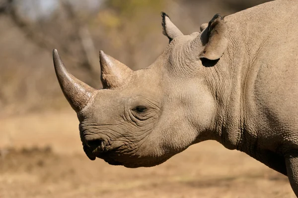 Чёрный носорог — стоковое фото