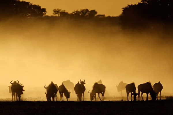 Blue wildebeest in dust — Stock Photo, Image