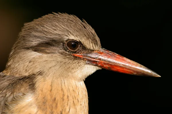 Kahverengi başlıklı kingfisher — Stok fotoğraf