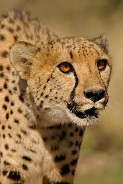 Cheetah porträtt — Stockfoto