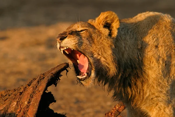 Кормление африканского льва — стоковое фото