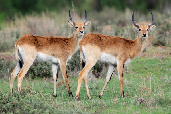 Antilopi lechwe rosse — Foto Stock