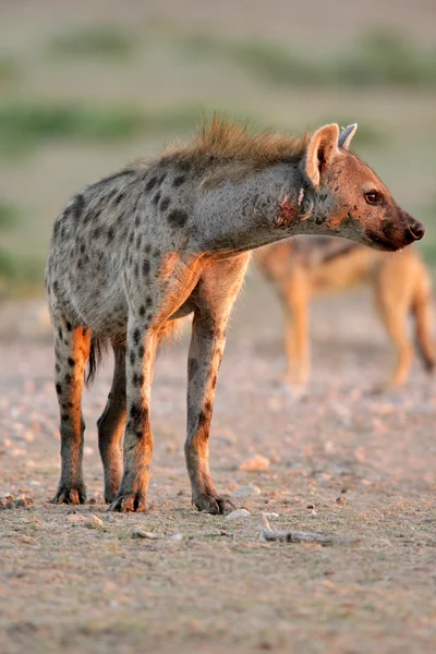 Hyène tachetée — Photo
