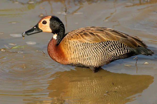 White-faced duck — Stock Photo, Image